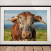 Longhorn Print
