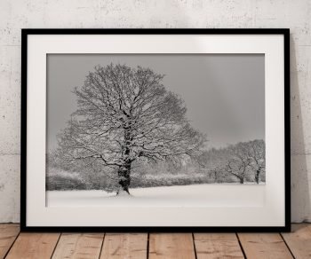 Oak trees in snow