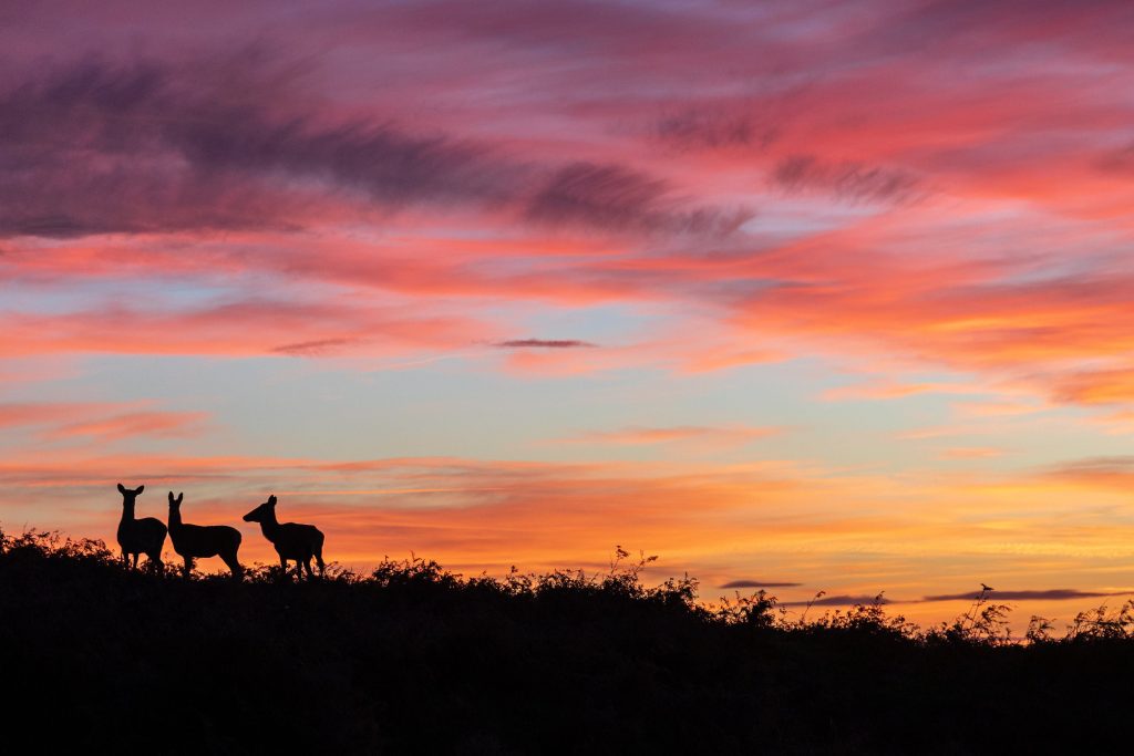 Red Deer Silhouette at Sunset, Peak District — fine art photograph – view 2