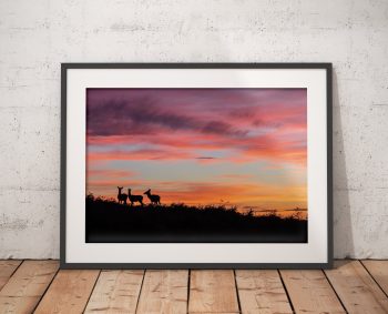 Red Deer Silhouette at Sunset, Peak District — fine art photograph