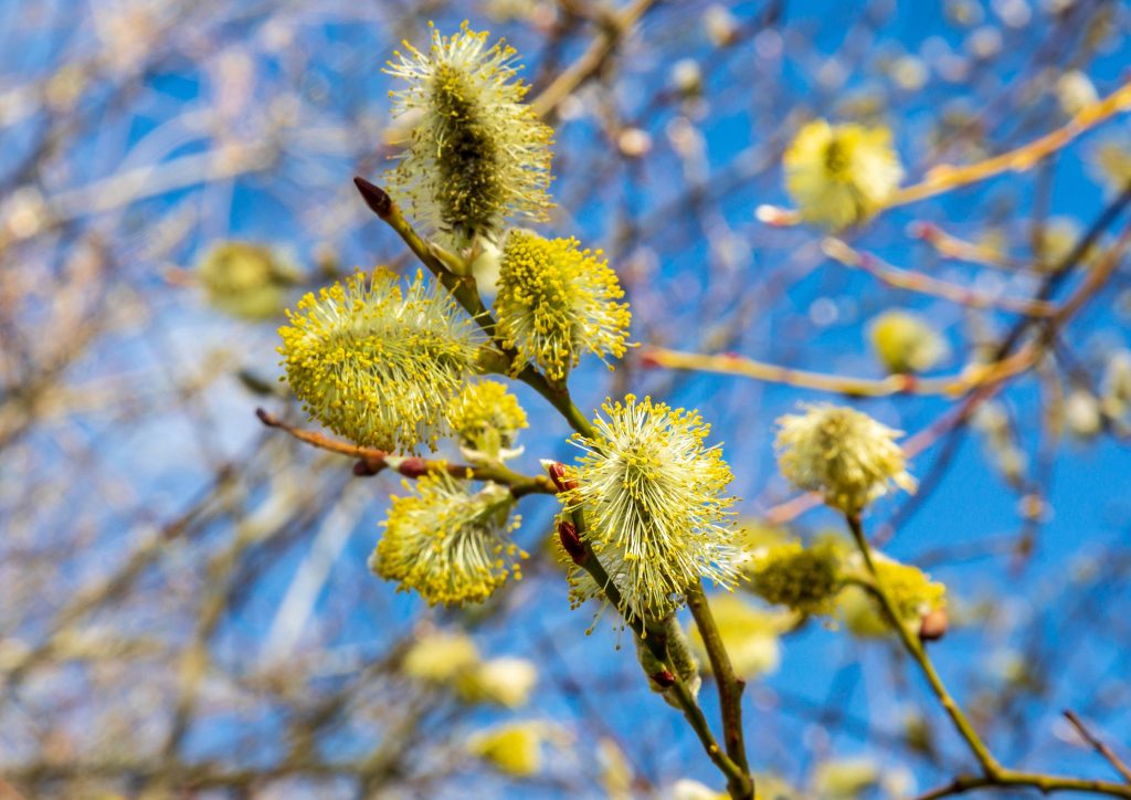 Yellow pussy willow buds open against a clear blue sky in this close view of a tree in spring – view 2