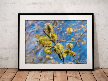 Yellow pussy willow buds open against a clear blue sky in this close view of a tree in spring