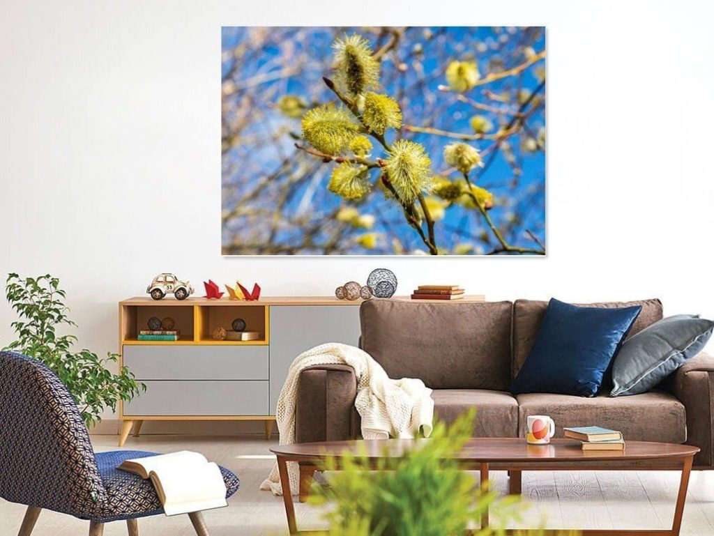 Yellow pussy willow buds open against a clear blue sky in this close view of a tree in spring – view 3