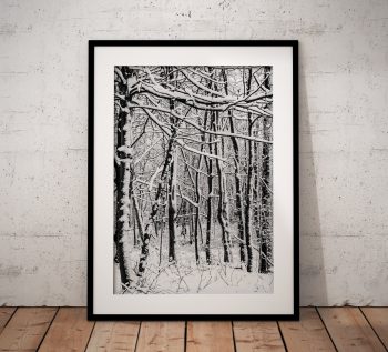 Fresh snow settles on the branches of a small birch wood