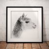 This high-key black and white portrait places an alpaca’s face against an almost white background