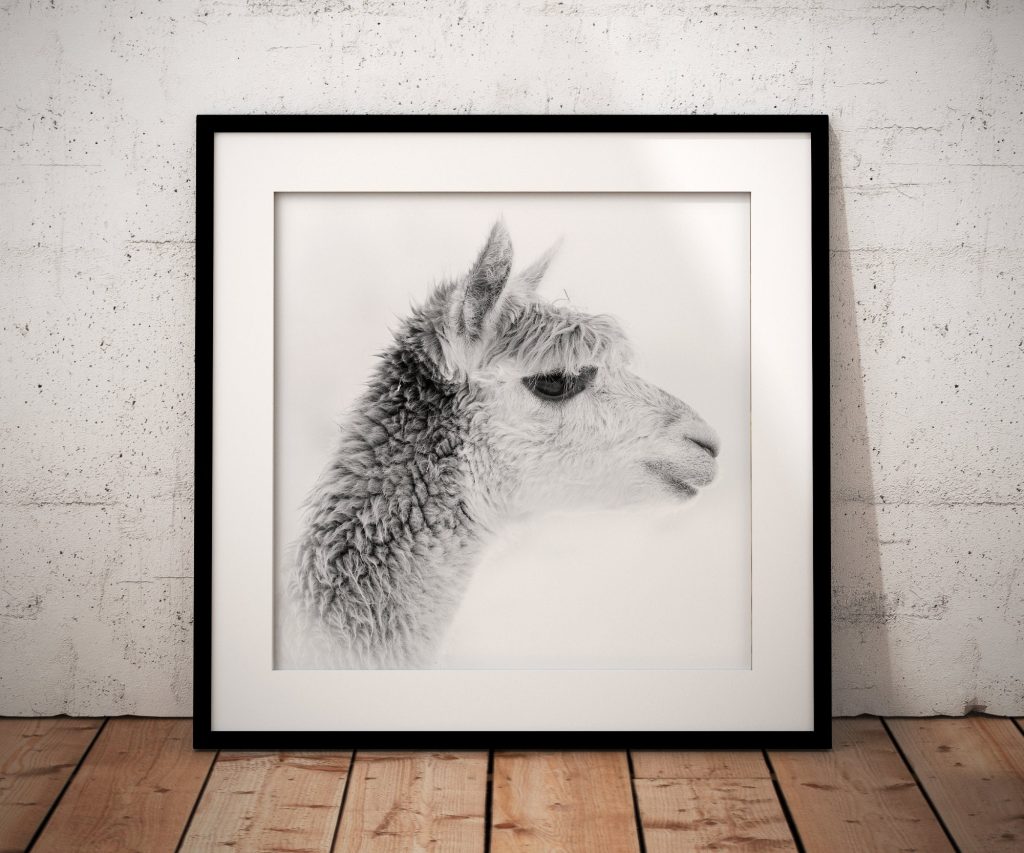 This high-key black and white portrait places an alpaca’s face against an almost white background