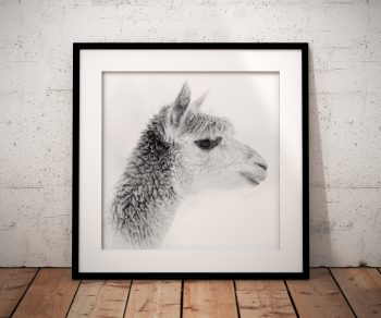 This high-key black and white portrait places an alpaca’s face against an almost white background