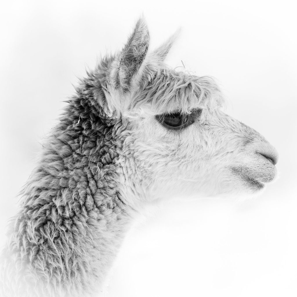 This high-key black and white portrait places an alpaca’s face against an almost white background – view 2