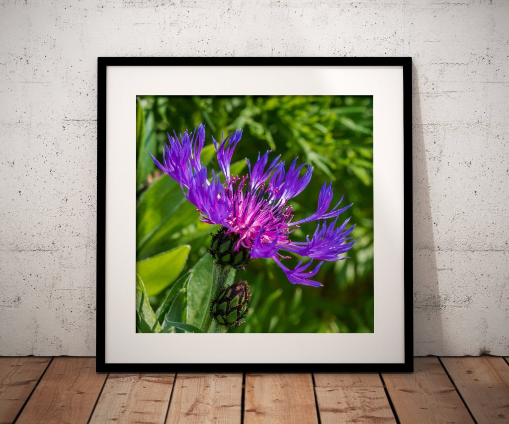 The rich purple flowerheads of greater knapweed stand out against a softly blurred green background