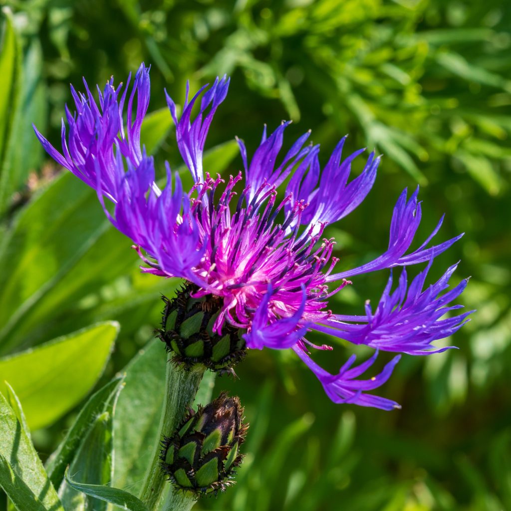 The rich purple flowerheads of greater knapweed stand out against a softly blurred green background – view 2