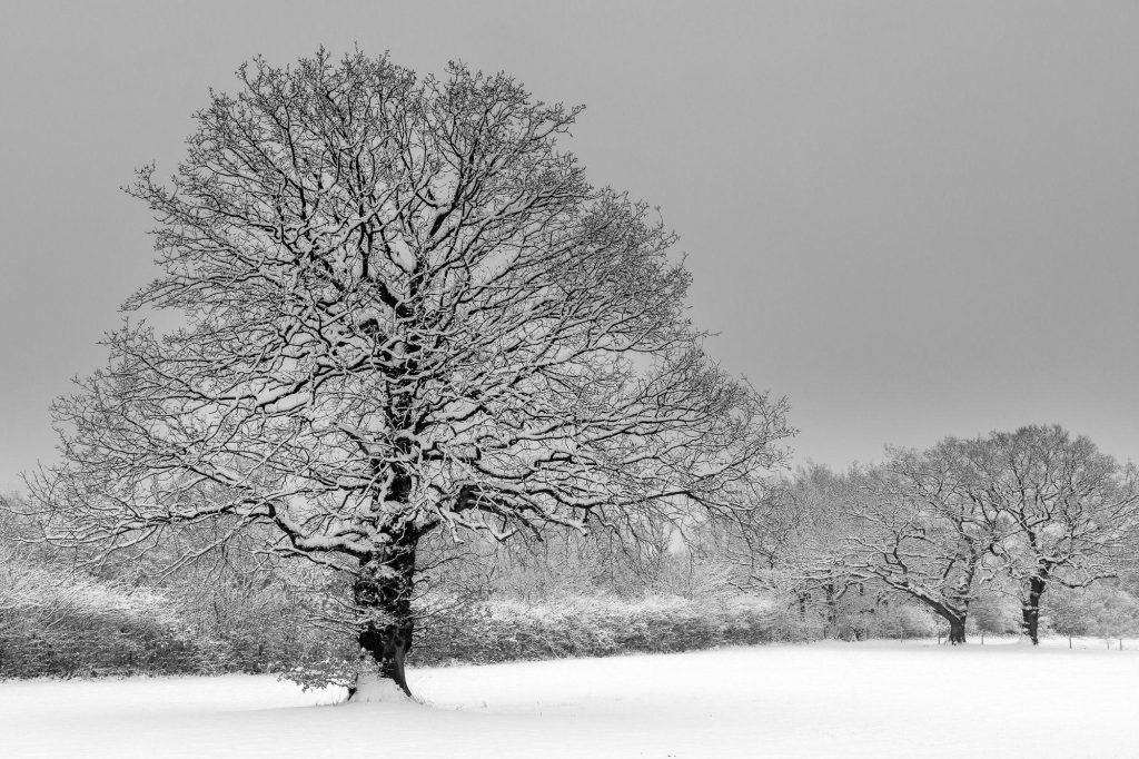 A solitary oak stands in a snow-covered Derbyshire landscape – view 2