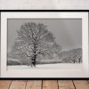 A solitary oak stands in a snow-covered Derbyshire landscape