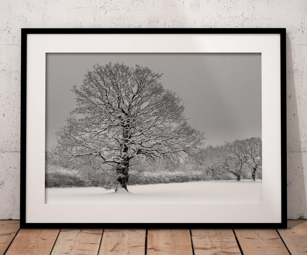 A solitary oak stands in a snow-covered Derbyshire landscape