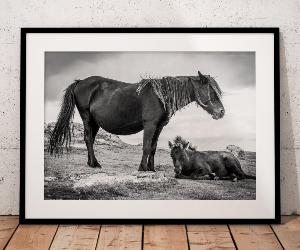 A Dartmoor pony stands protectively beside her foal as wind moves across the open moor