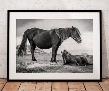 A Dartmoor pony stands protectively beside her foal as wind moves across the open moor