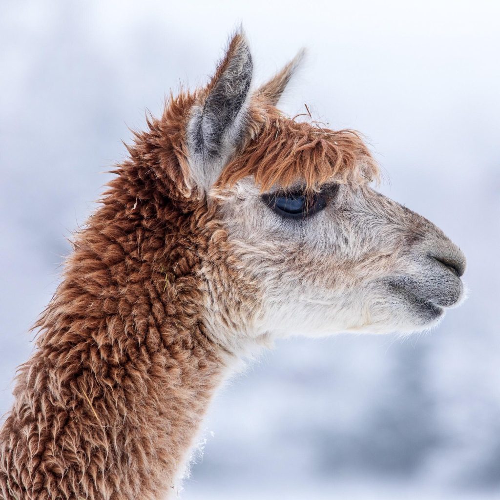A brown alpaca fills the frame in this close portrait – view 2