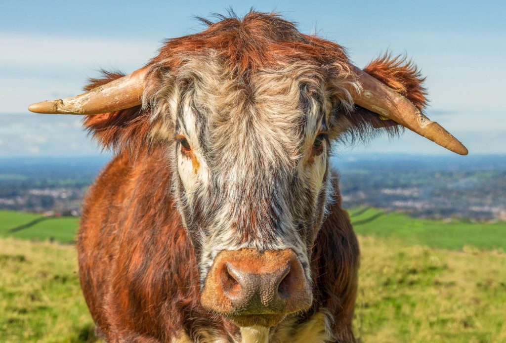 A longhorn cow looks directly towards the camera in this characterful portrait made at Teggs Nose near Macclesfield – view 2