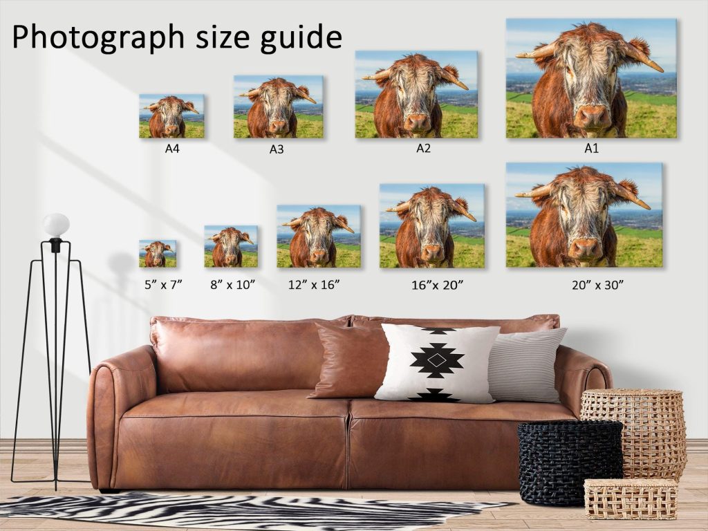 A longhorn cow looks directly towards the camera in this characterful portrait made at Teggs Nose near Macclesfield – view 3