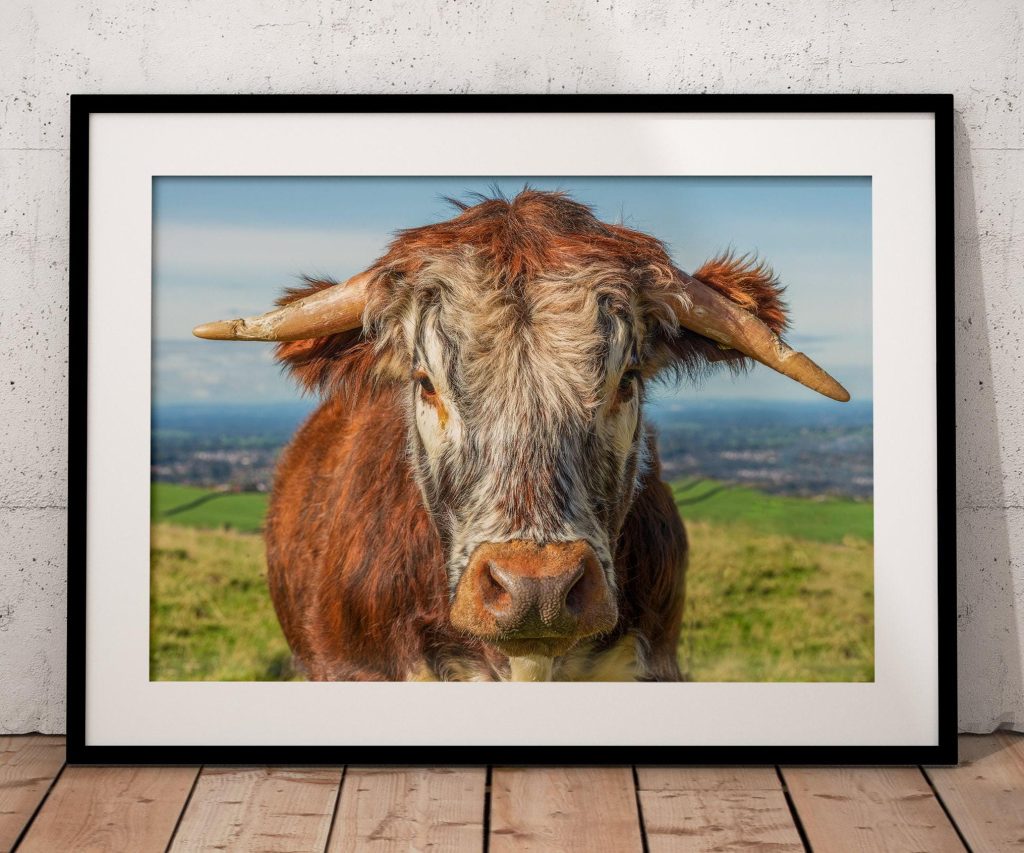 A longhorn cow looks directly towards the camera in this characterful portrait made at Teggs Nose near Macclesfield