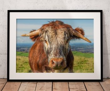 A longhorn cow looks directly towards the camera in this characterful portrait made at Teggs Nose near Macclesfield