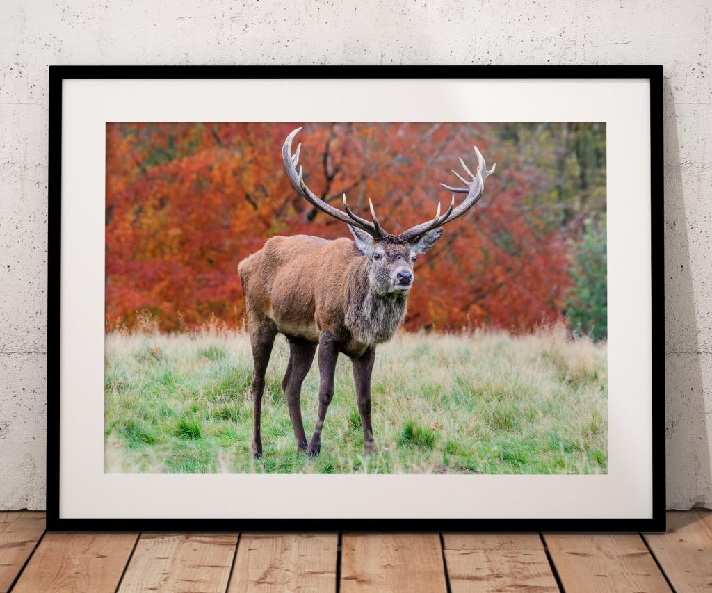 A red deer stag stands alert against a backdrop of beech trees in full autumn colour, its broad antlers