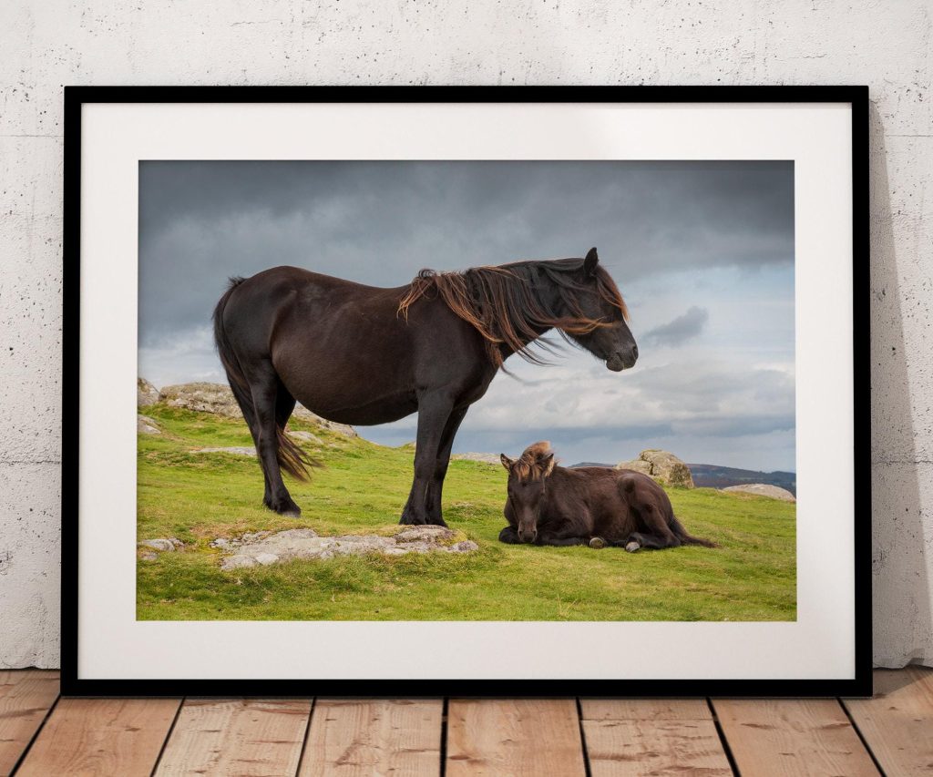 A Dartmoor pony mother stands close to her foal beneath the changing skies of Dartmoor
