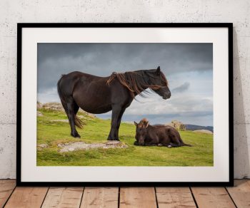 A Dartmoor pony mother stands close to her foal beneath the changing skies of Dartmoor