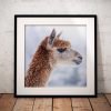 A brown alpaca fills the frame in this close portrait