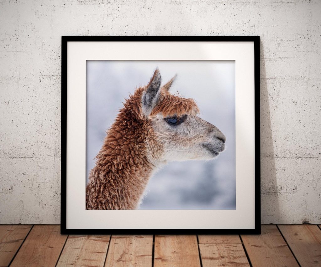 A brown alpaca fills the frame in this close portrait
