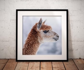 A brown alpaca fills the frame in this close portrait