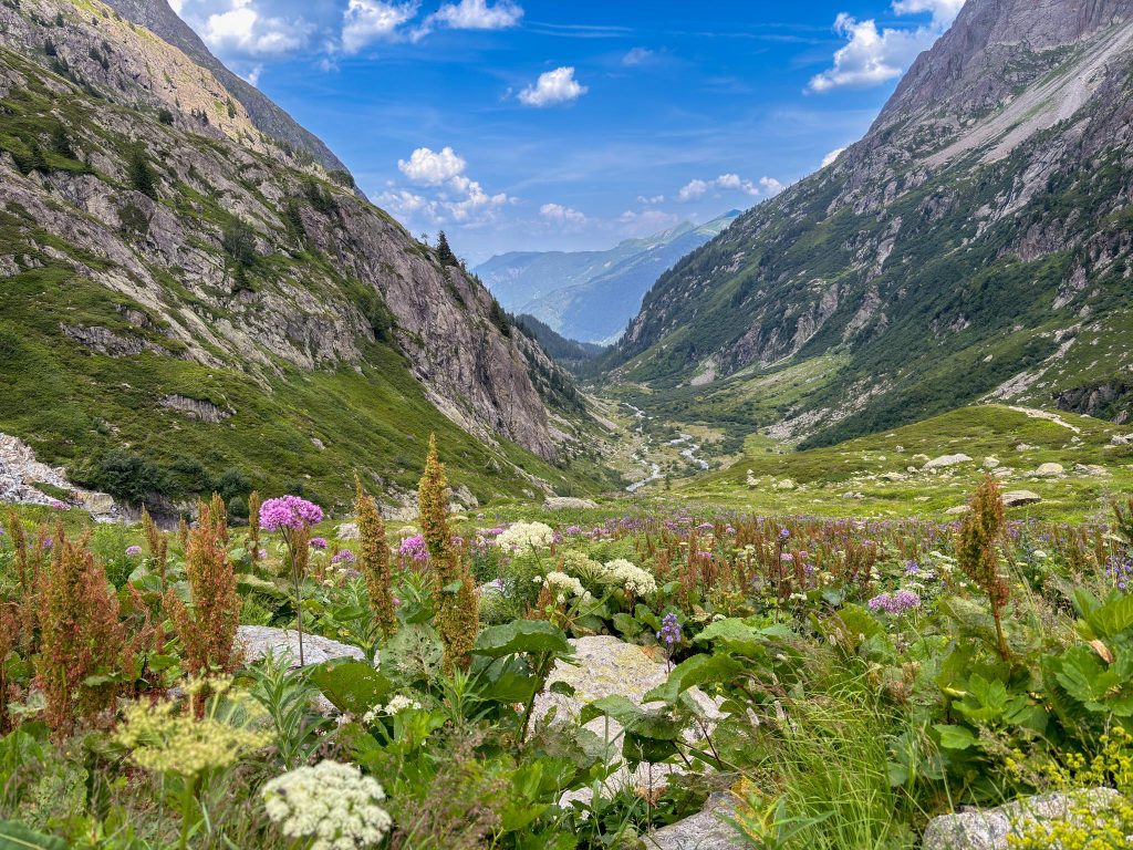 Wildflowers and grasses frame a view into the Bérard Valley near Vallorcine, France – view 2