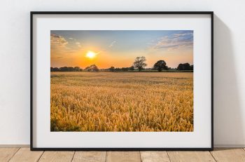Late summer light settles across a golden wheat field in Cheshire
