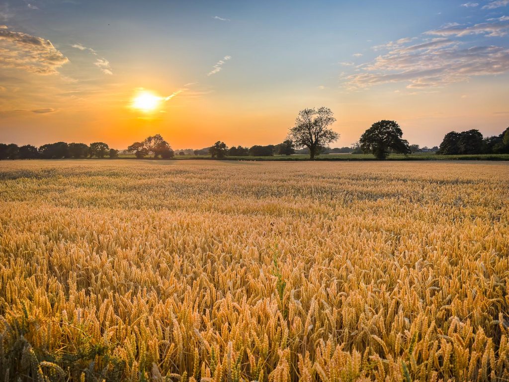Late summer light settles across a golden wheat field in Cheshire – view 2